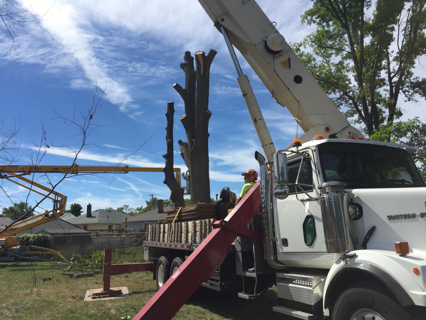 Tree removal company vehicle